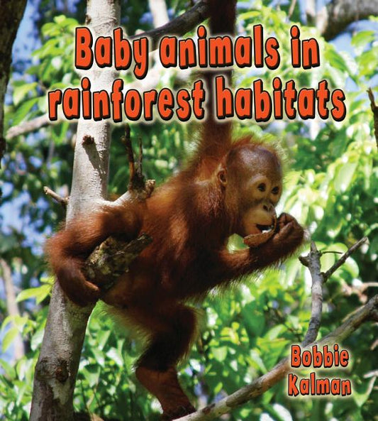 Baby Animals in Rainforest Habitats - Ingram