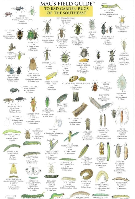 Mac's Field Guides: Southeast Garden Bugs - Ingram