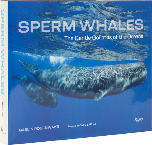 Sperm Whales: The Gentle Goliaths of the Ocean - Ingram