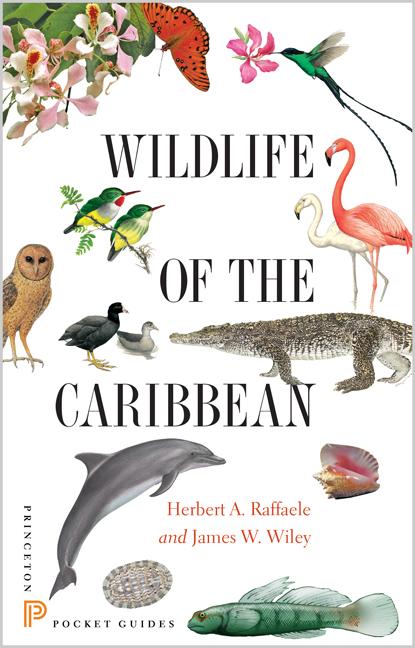 Wildlife of the Caribbean - Ingram