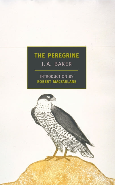 Peregrine - Ingram