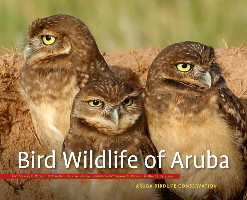 Bird Wildlife of Aruba - Ingram