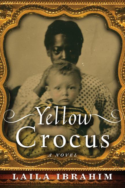Yellow Crocus - Ingram