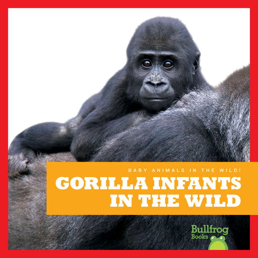 Gorilla Infants in the Wild - Ingram