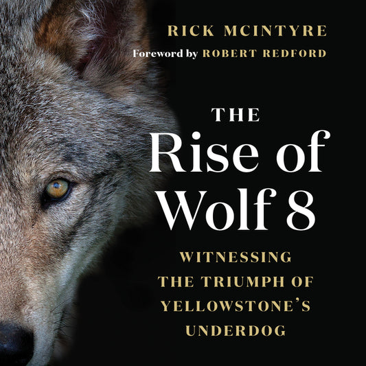 Rise of Wolf 8: Witnessing the Triumph of Yellowstone's Underdog - Ingram